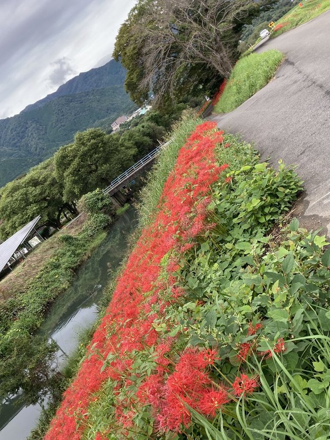 津屋川沿いに咲き誇る彼岸花